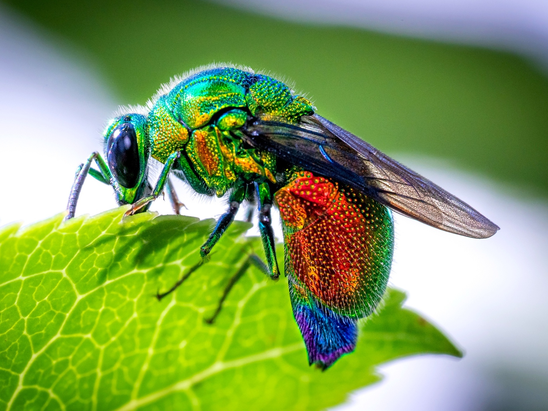 Qual a vespa com a picada mais dolorosa do mundo? Conheça 5 espécies