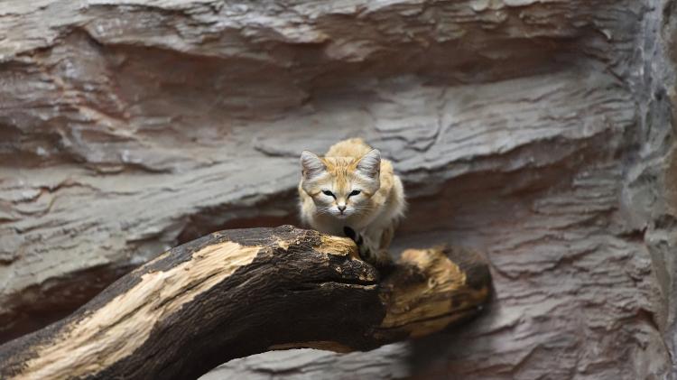 Gato-do-deserto - Getty Images/iStockphoto - Getty Images/iStockphoto