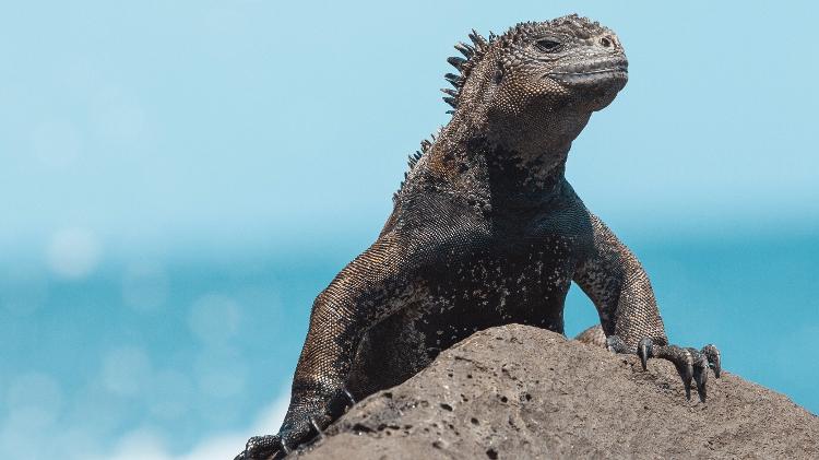 Iguana de Galápagos - Getty Images - Getty Images