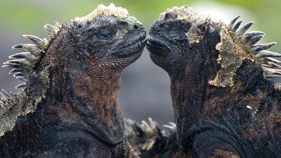 Iguanas em Galápagos  - Getty Images