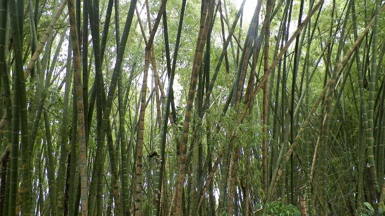 Taquaruçu (Guadua angustifolia), bambu nativo do Brasil Taquaruçu (Guadua angustifolia), bambu nativo do Brasil