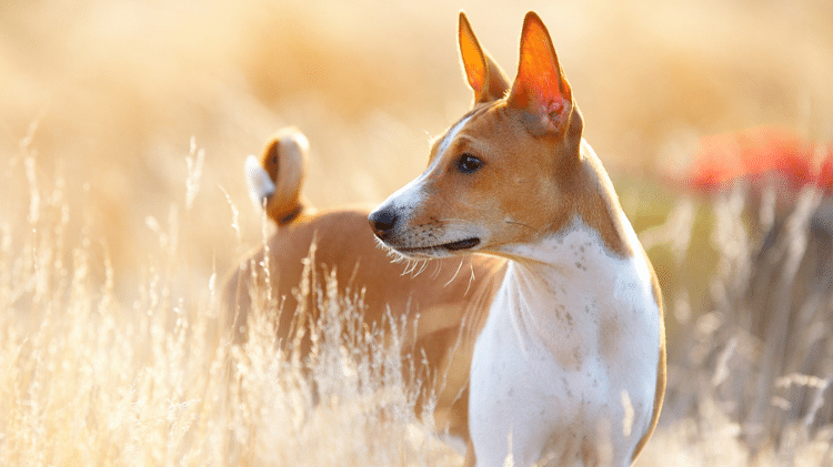 Basenji Basenji
