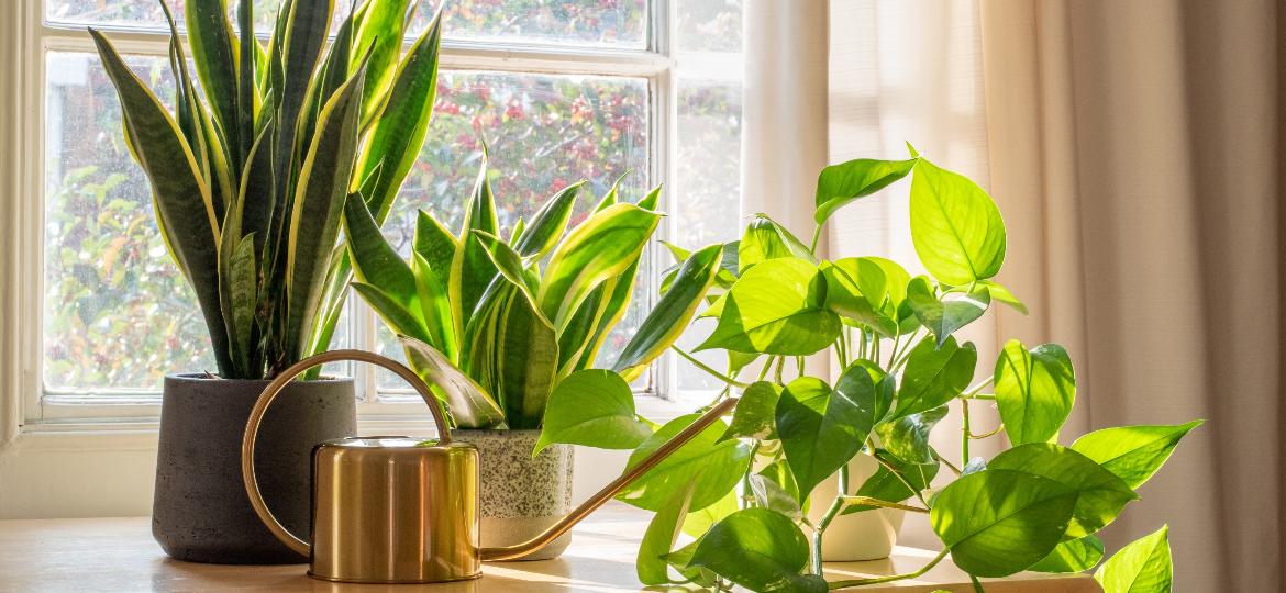 Espada-de-são-jorge e jiboia são plantas que podem te fazer companhia no friozinho (ou calor) do ar-condicionado - Getty Images/iStockphoto