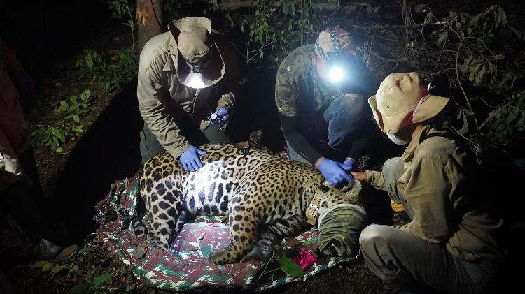Onça foi sedada para receber colar com GPS; aparelho se solta após término da bateria programada para daqui um ano - Divulgação/SESC Pantanal - Divulgação/SESC Pantanal