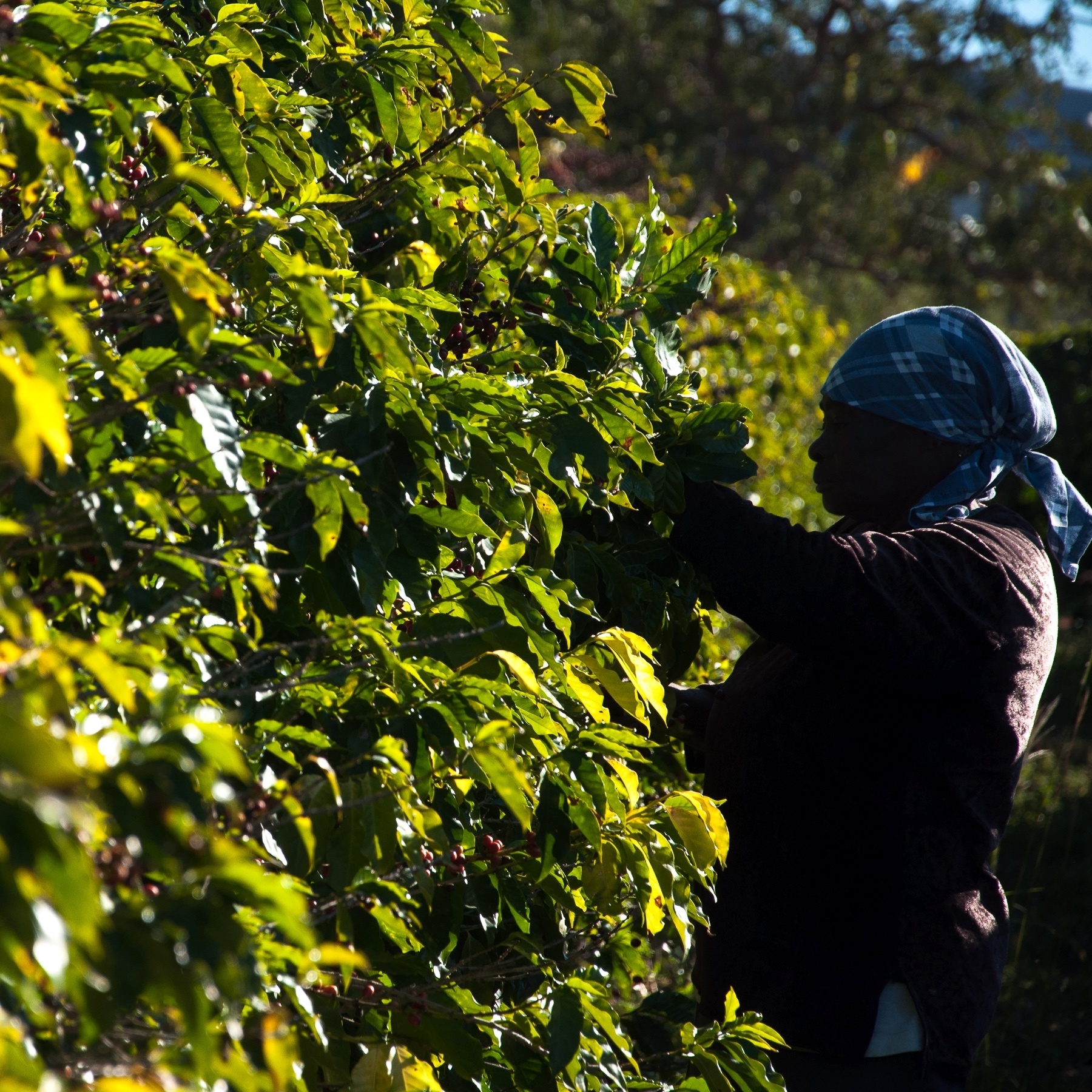 Governo quer mudar Bolsa Família para permitir trabalho temporário no agro - 04/04/2023 foto imagem foto