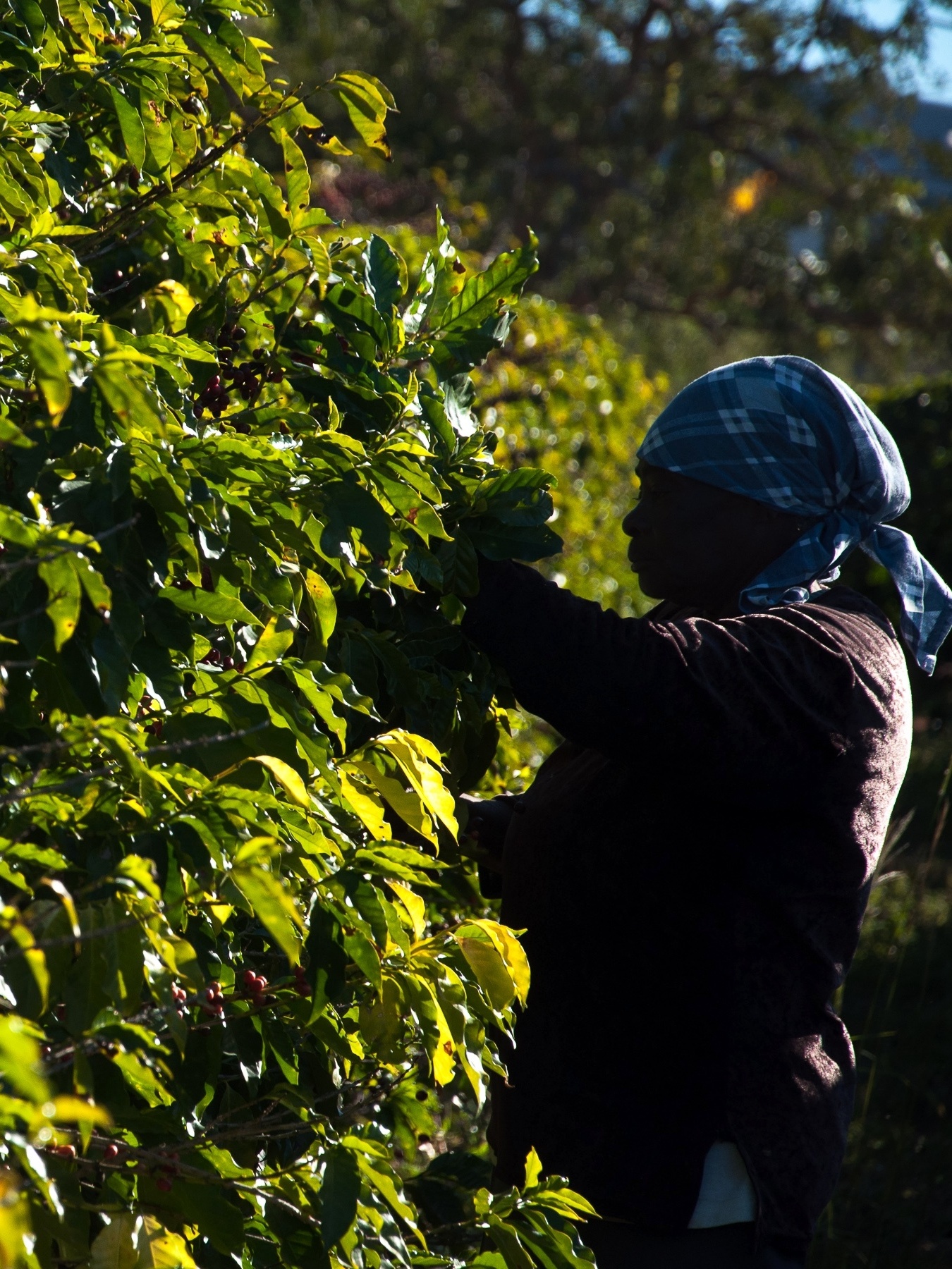 Governo quer mudar Bolsa Família para permitir trabalho temporário no agro - 04/04/2023 foto