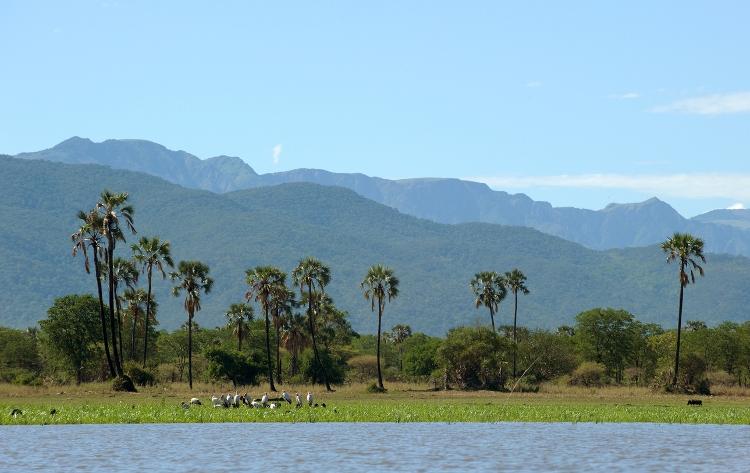 As cegonhas-de-bico-amarelo, palmeiras e montanhas do Parque Nacional Liwonde, Malauí