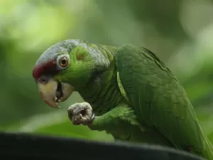 Psitacose: febre do papagaio está ligada a surto de pneumonia na Argentina