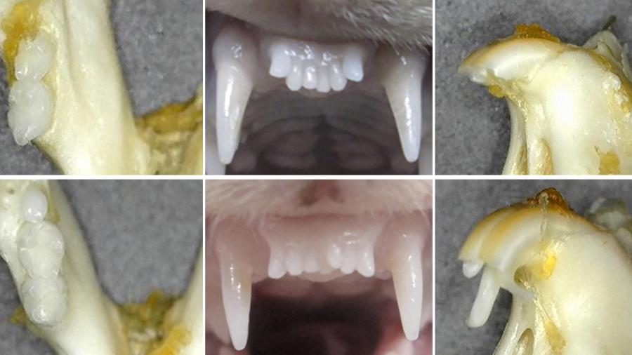 Imagens mostram antes (acima) e depois do crescimento de dentes em um furão (centro superior e inferior) e camundongos (direita e esquerda)