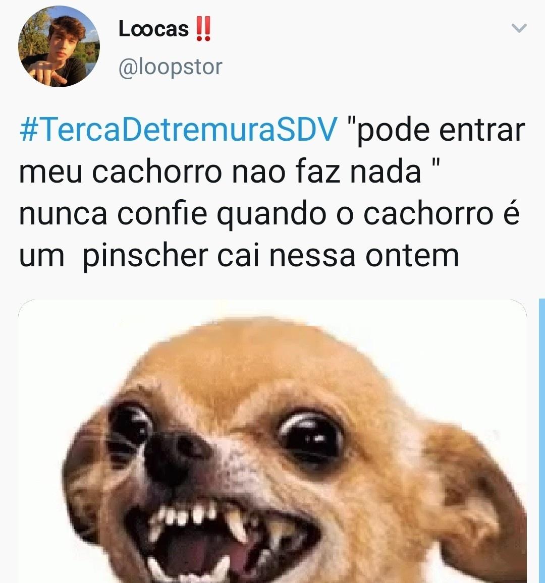 Pin de Mariana Evangelista em memes kkkk  Memes engraçados, Meme  engraçado, Memes engraçados animais