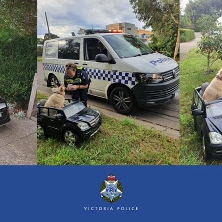 Polícia australiana "para" cachorro por guiar carrinho em calçada - Divulgação