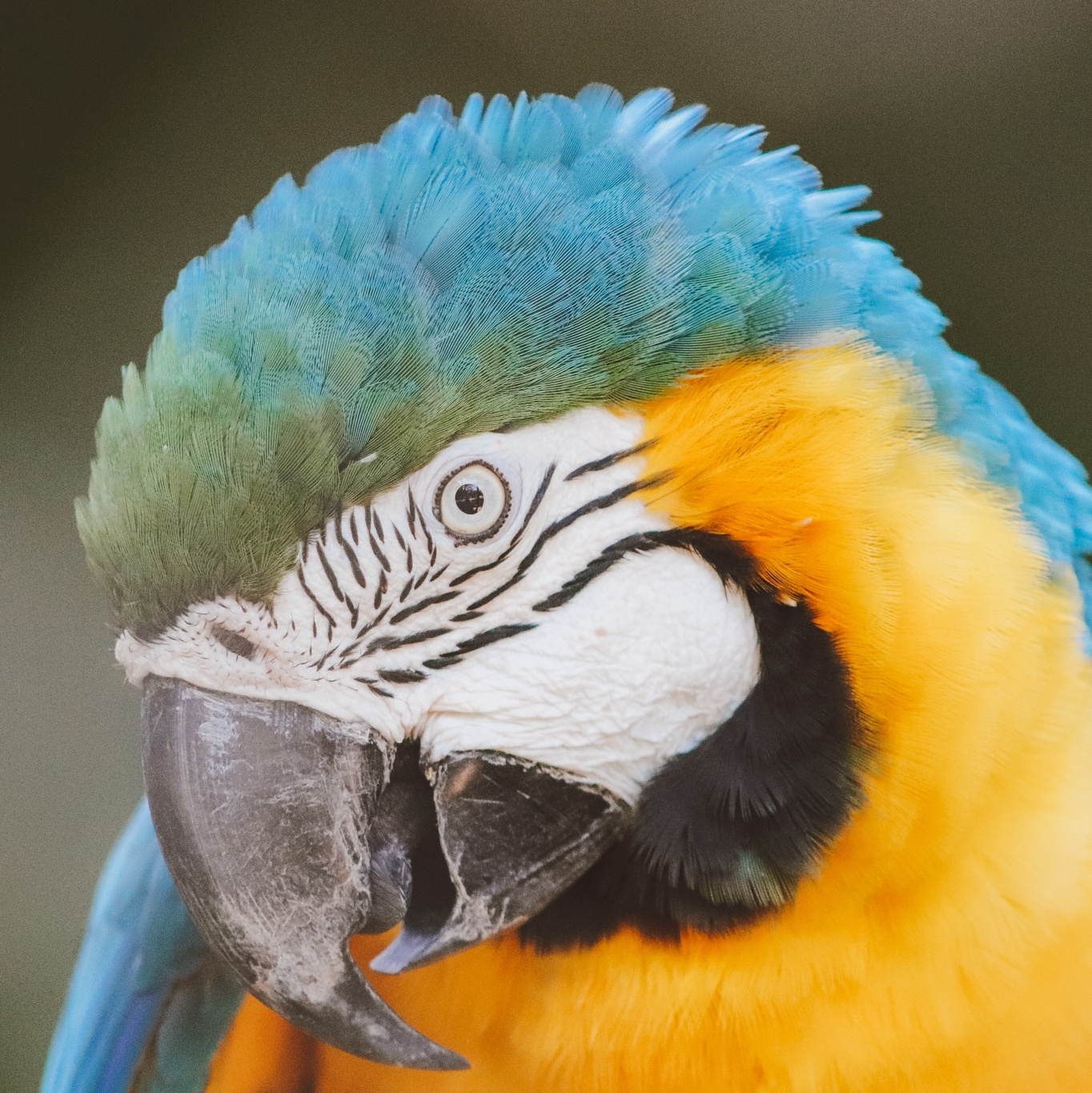 Arara espera por 20 anos por namorado no Rio e casais sofrem com extinção -  12062021 - UOL ECOA