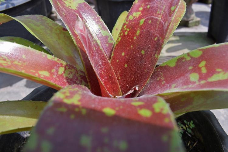 Neoregelia, uma das bromélias mais comuns no Brasil - Getty Images/iStockphoto - Getty Images/iStockphoto