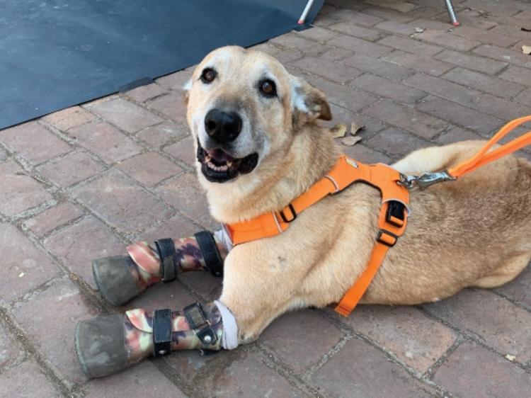 O cão participa de uma votação popular e pode virar capa de revista - Reprodução - Reprodução