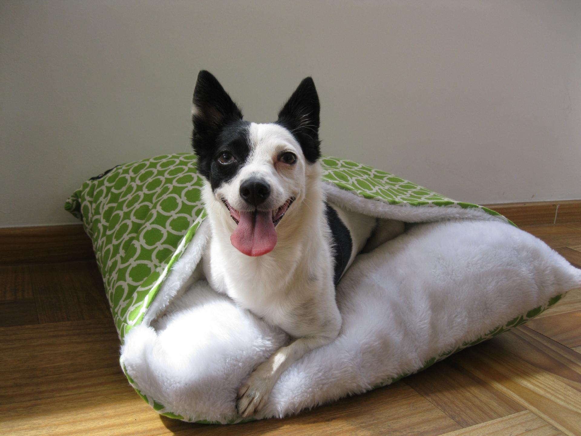 Bianca: espancada ainda bebê, ficou paralítica. Quem resiste a essa carinha linda? Entre em contato: amparanimal.org.br - Divulgação