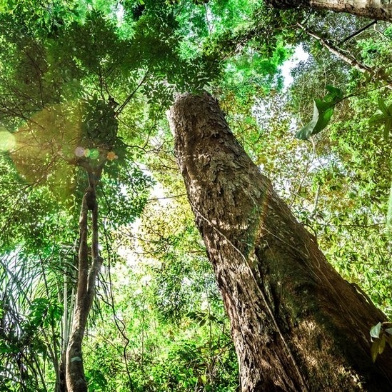 Por Que O Tamanho Da Arvore Mais Alta Da Amazonia Brasileira Intriga Cientistas Noticias Bol