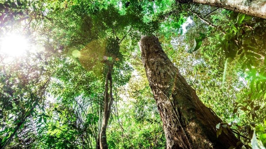 Uma única árvore gigante é capaz de sequestrar a mesma quantidade de carbono da atmosfera que 300 a 500 árvores pequenas - Getty Images/BBC