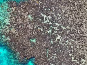Aquecimento mata 97% dos corais em recife da Grande Barreira da Austrália
