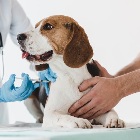 Cães estão entre os animais que foram testados para a nova vacina - iStock