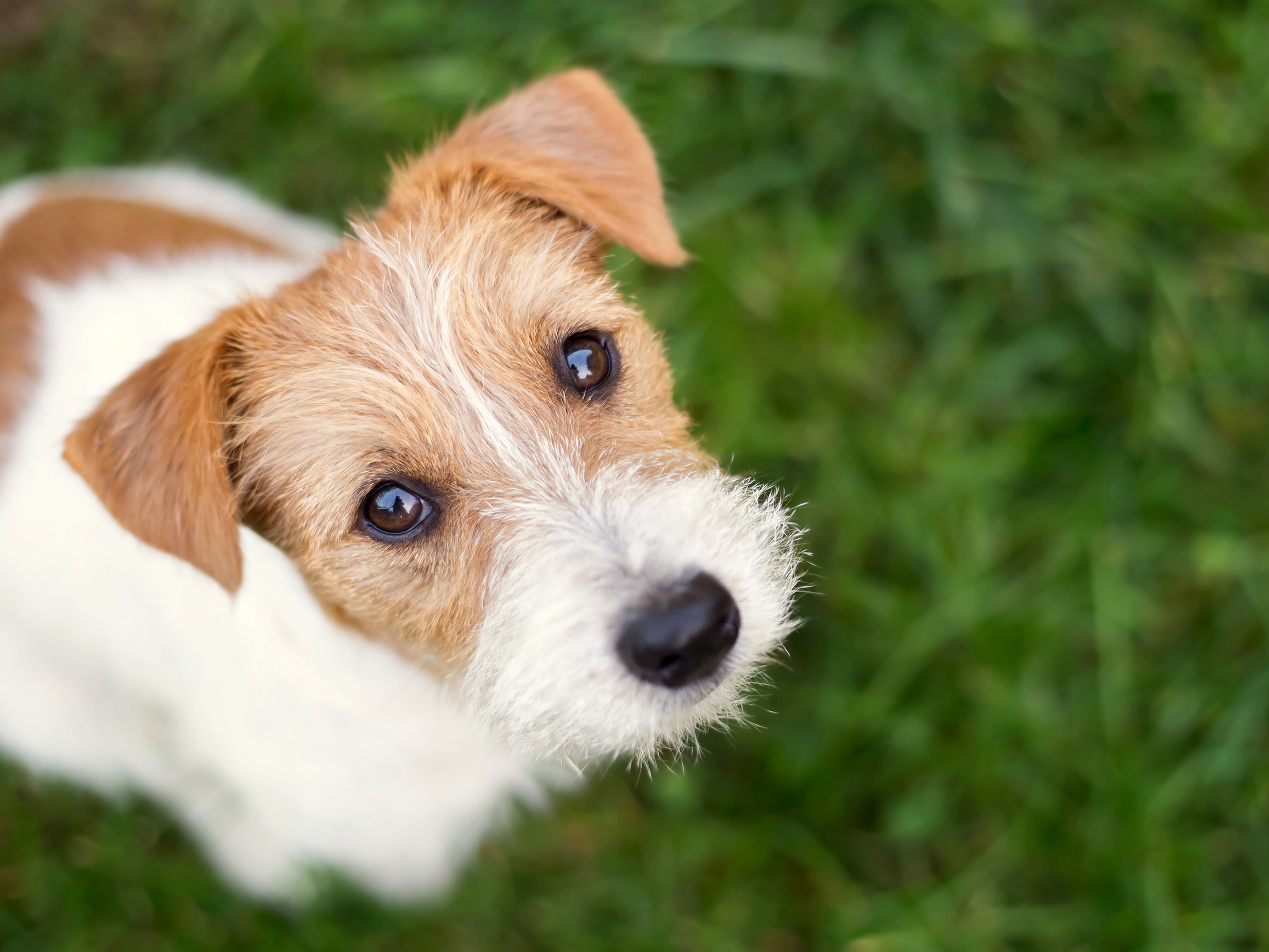 Confira a lista dos nomes mais populares de cães e gatos em 2021