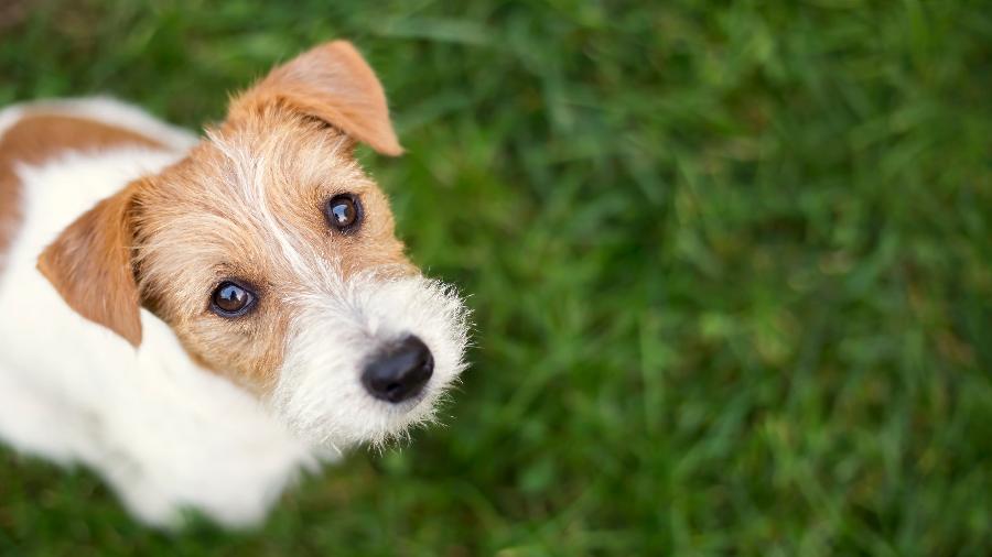 Pesquisa revela os nomes de cães e gatos mais comuns no Brasil em 2020