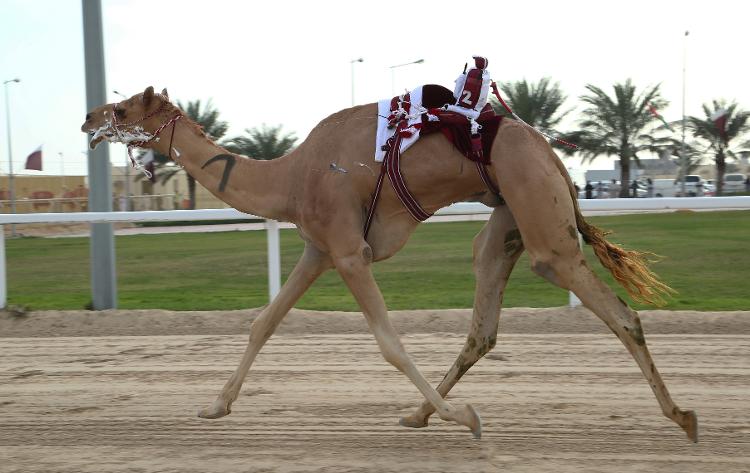 Corrida de camelos no Qatar - DOHA, QATAR - FEBRUARY 24:  Traditional camel racing is held in Doha, Qatar on January 29, 2014. - Anadolu Agency/Getty Images - Anadolu Agency/Getty Images