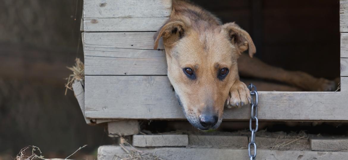 68,7% dos animais foram agredidos pelos próprios tutores - Getty Images/iStockphoto