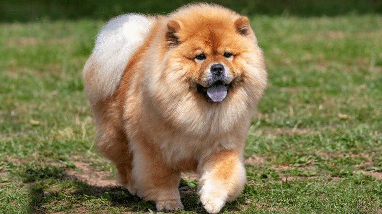 Chow Chow