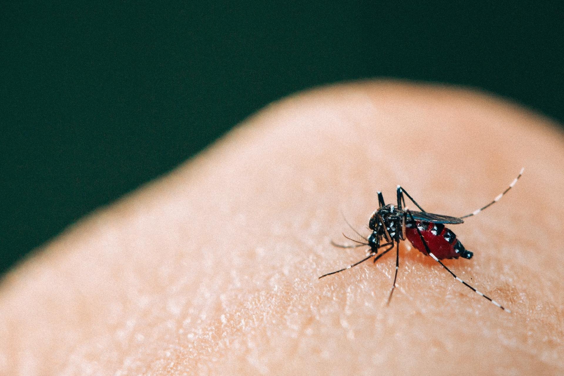 Há Especies De Insetos Como Por Exemplo O Aedes Aegypti