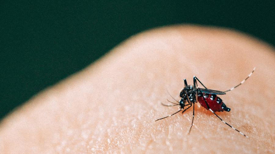 Chikungunya é transmitido pelo mesmo mosquito da dengue - iStock