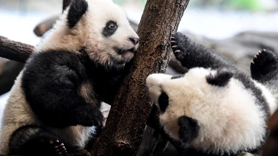 Como os pandas gigantes escaparam da lista de animais ameaçados de extinção  - Ciência - Estado de Minas