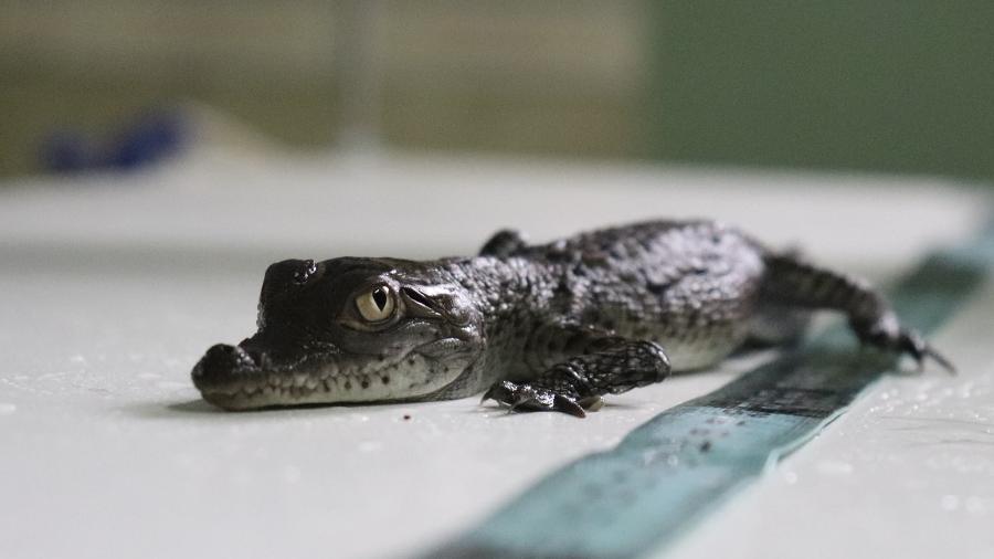 Crocodilos ameaçados de extinção nascem no zoológico do Peru - Reprodução/Facebook