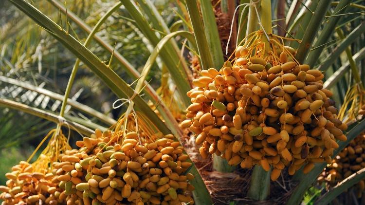 Tamareira é uma palmeira que produz os frutos altamente nutritivos