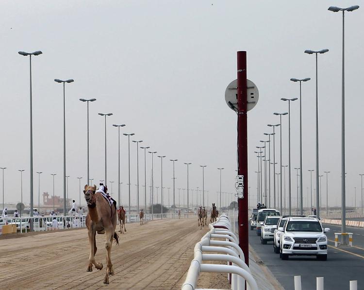 Corrida de camelos no Qatar -  DOHA, QATAR - FEBRUARY 24:  Traditional camel racing is held in Doha, Qatar on January 29, 2014. - Anadolu Agency/Getty Images - Anadolu Agency/Getty Images