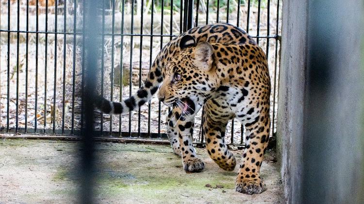 O jovem macho Xamã, em seu recinto de reabilitação, no Pará, à espera de ser devolvido à natureza. - Noelly Castro/Proteção Animal Mundial - Noelly Castro/Proteção Animal Mundial