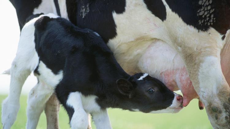 Bezerro mamando em vaca  - Getty Images - Getty Images