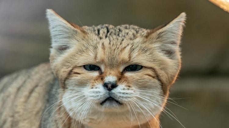 Gato-do-deserto - Getty Images/iStockphoto - Getty Images/iStockphoto