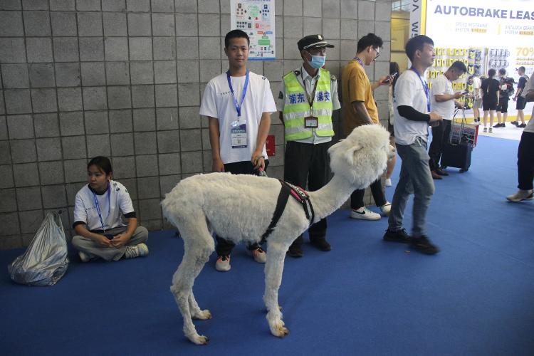 Exibição de uma alpaca na Pet Fair Asia