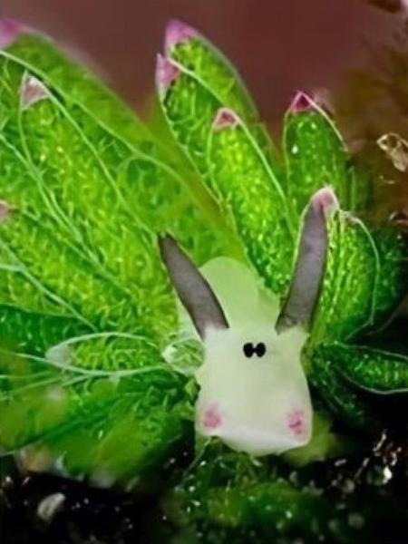 Ovelha-de-folha é minúscula e vive pouco: não passa de oito milímetros e vive até um ano