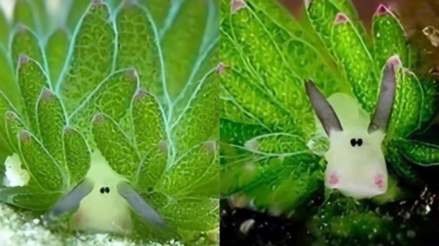 Ovelha-de-folha vive no Oceano em países da Ásia; seu post do Greenpeace Canadá no Instagram de julho ganhou 1,5 milhão de likes