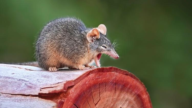 Antechinus