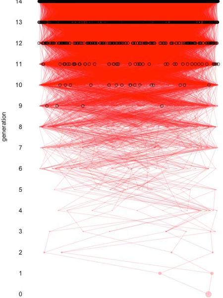 O ponto vermelho na geração 0 representa uma pessoa atual em uma população simulada de 100 mil pessoas. Cada pequeno ponto vermelho representa uma pessoa, e as linhas vermelhas conectam as pessoas a seus pais. Os ancestrais alcançados por meio de várias linhas na árvore genealógica estão marcados com círculos pretos. O número de linhas se torna tão grande tão rápido que, depois de 15 gerações atrás, a maioria dos ancestrais é alcançada por várias linhas.