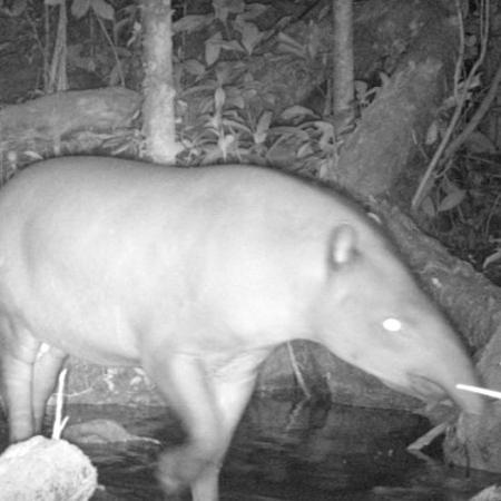 Câmeras especiais registram antas no Parque Estadual Cunhambebe