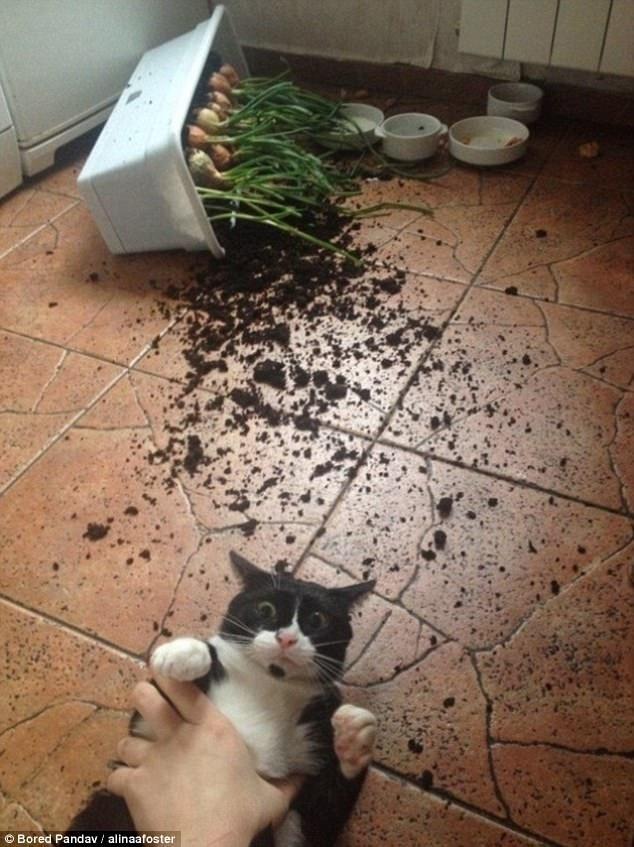 E o que merece este meliante preso em pleno ataque a uma horta? - Reprodução/Bored Panda