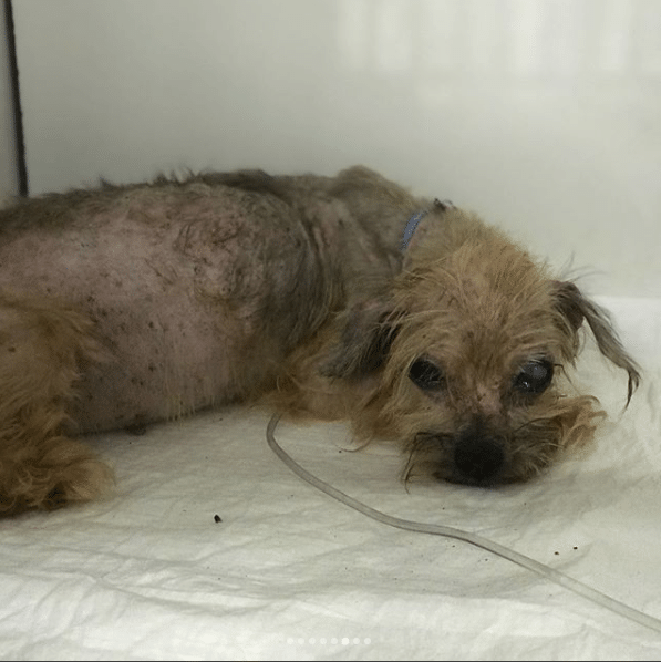 Luisa Mell divulga imagens dos cães resgatados em canil clandestino - Reprodução/luisamell