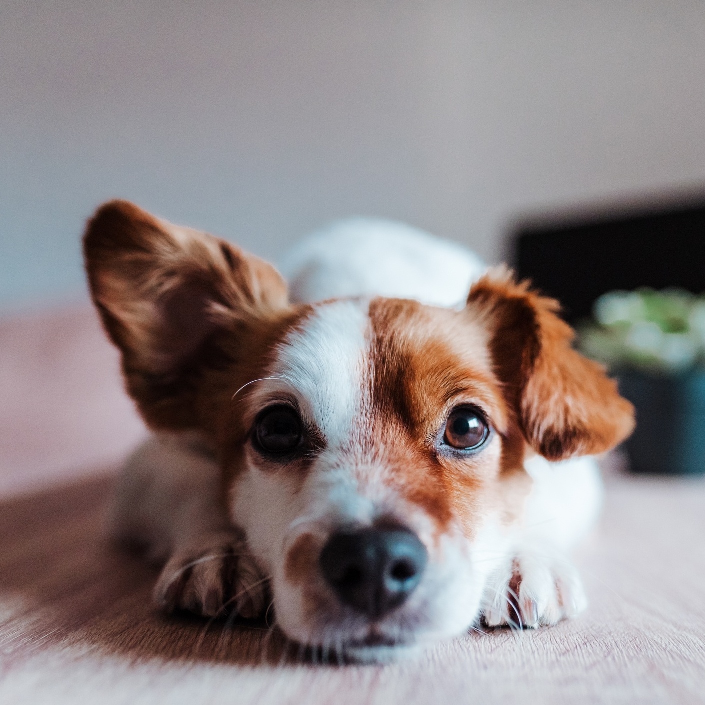 Cachorra menstrua quantos dias