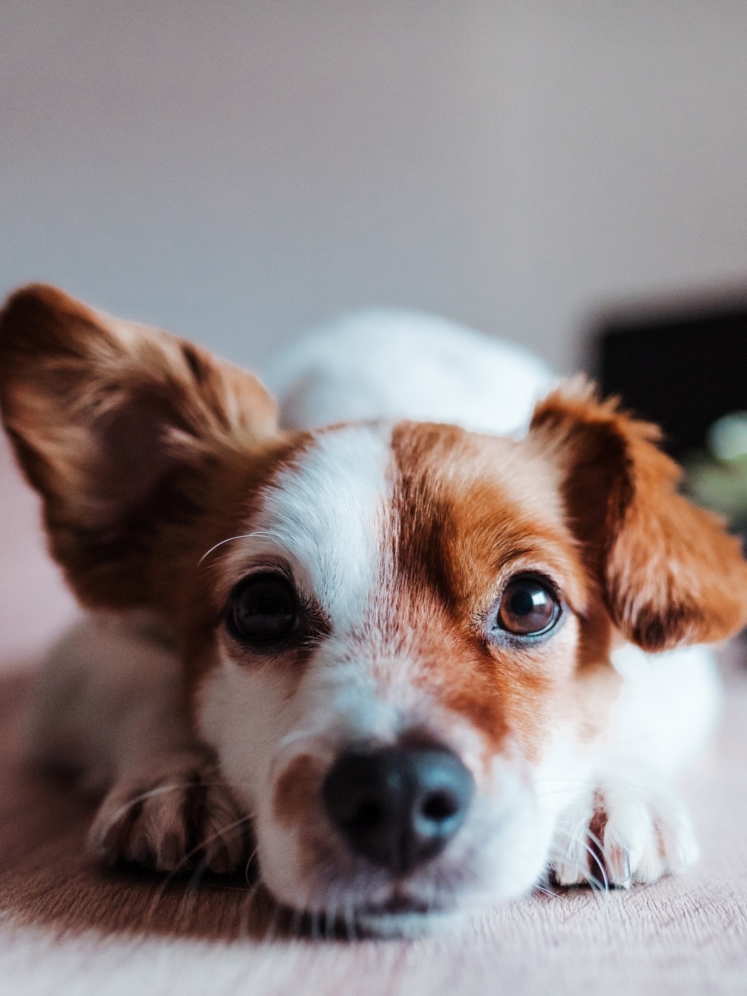 Cachorro no cio pode tomar banho