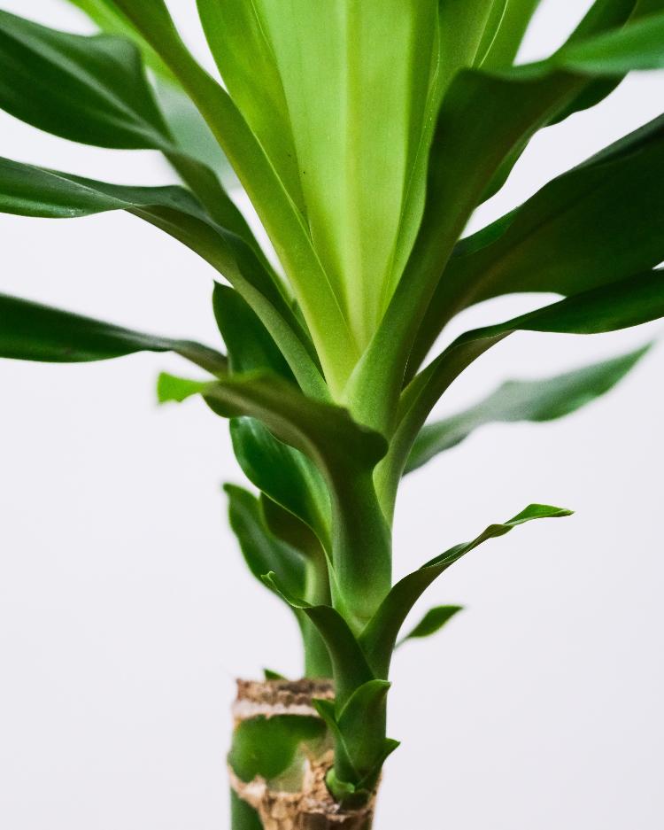 Dracaena fragrans é planta fácil de cuidar - Severin Candrian/Unsplash - Severin Candrian/Unsplash