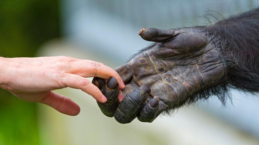 Humano e chimpanzé dão as mãos. Primatas são estudados pelo biólogo Frans de Waal Humano e chimpanzé dão as mãos. Primatas são estudados pelo biólogo Frans de Waal