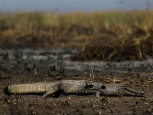 Perda da cobertura natural deixa Brasil mais vulnerável à crise climática